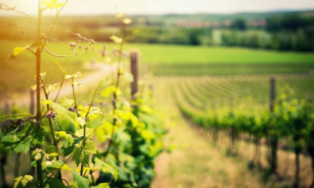 Vikend u Istri – Posjetite ove najljepše vinarije u Istri koje će vas očarati