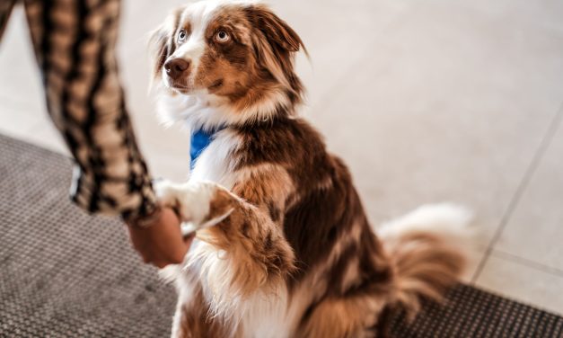 Welcome Dog: vodič za putovanja s četveronožnim prijateljima